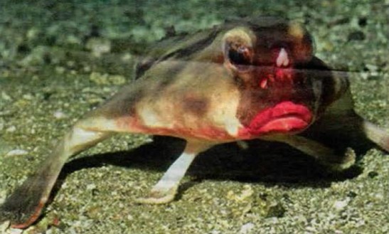 poisson-chauve-souris