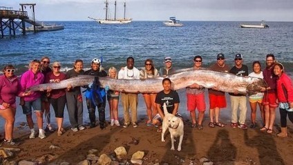 serpent-de-mer-californie