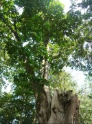 colatier-de-porto-novo