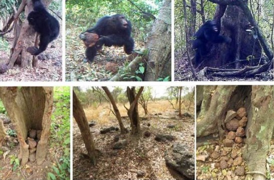 singes-rituels-afrique