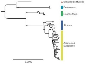arbre-genetique-humain